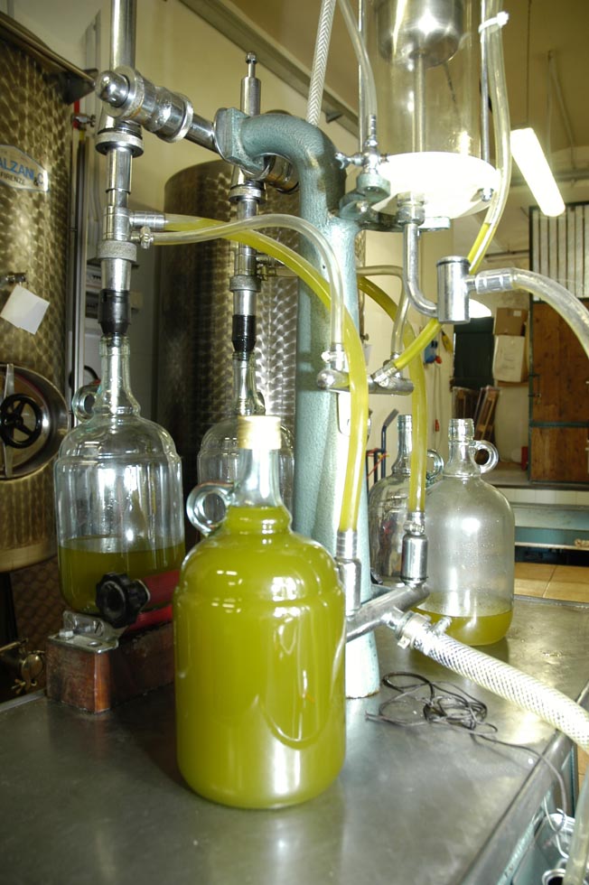 Florence Fattoria Di Maiano Extra Virgin Olive Oil Tasting